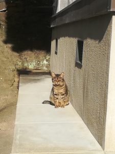 近所の神社にいる猫